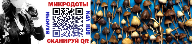 Галлюциногенные грибы Psilocybe  даркнет клад  Шилка 